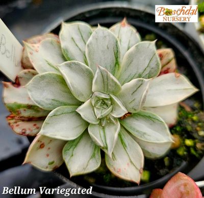 Graptoveria Bellum Variegated