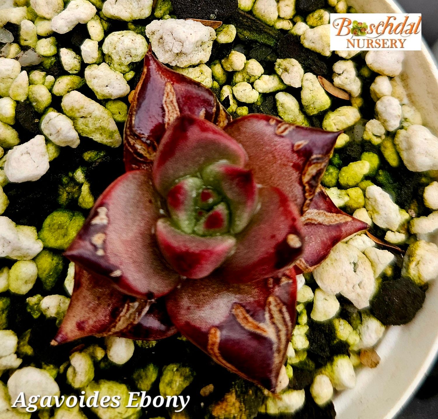 Echeveria Agavoides Ebony