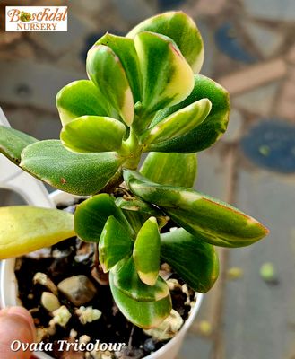 Crassula Ovata Tricolour