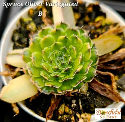 Spruce Oliver Variegated