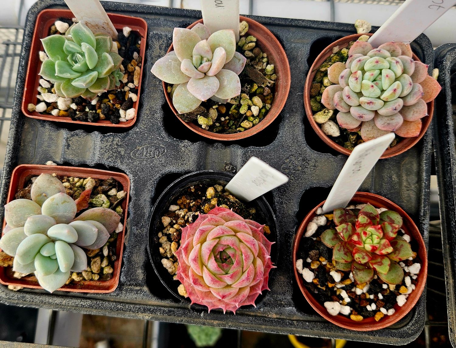 MINI Combo A (5cm Pots)