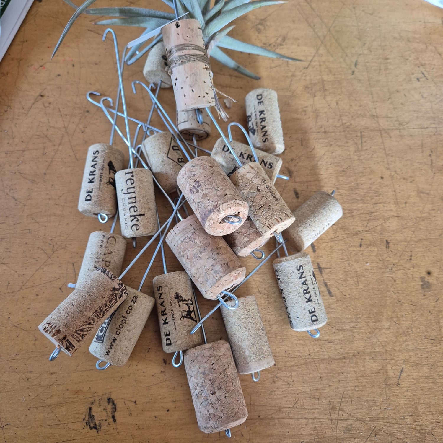 Tillandsia cork fasteners