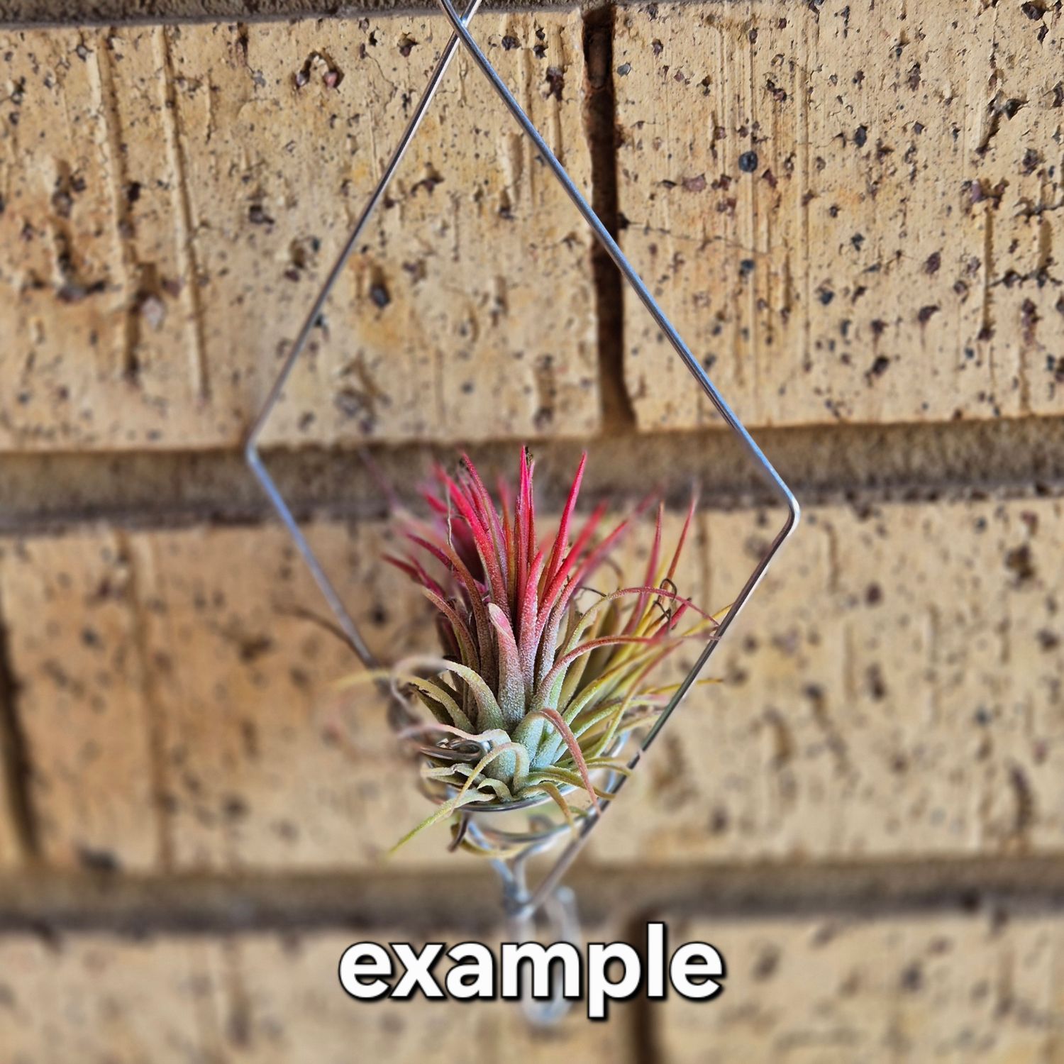 Tillandsia diamond form wire