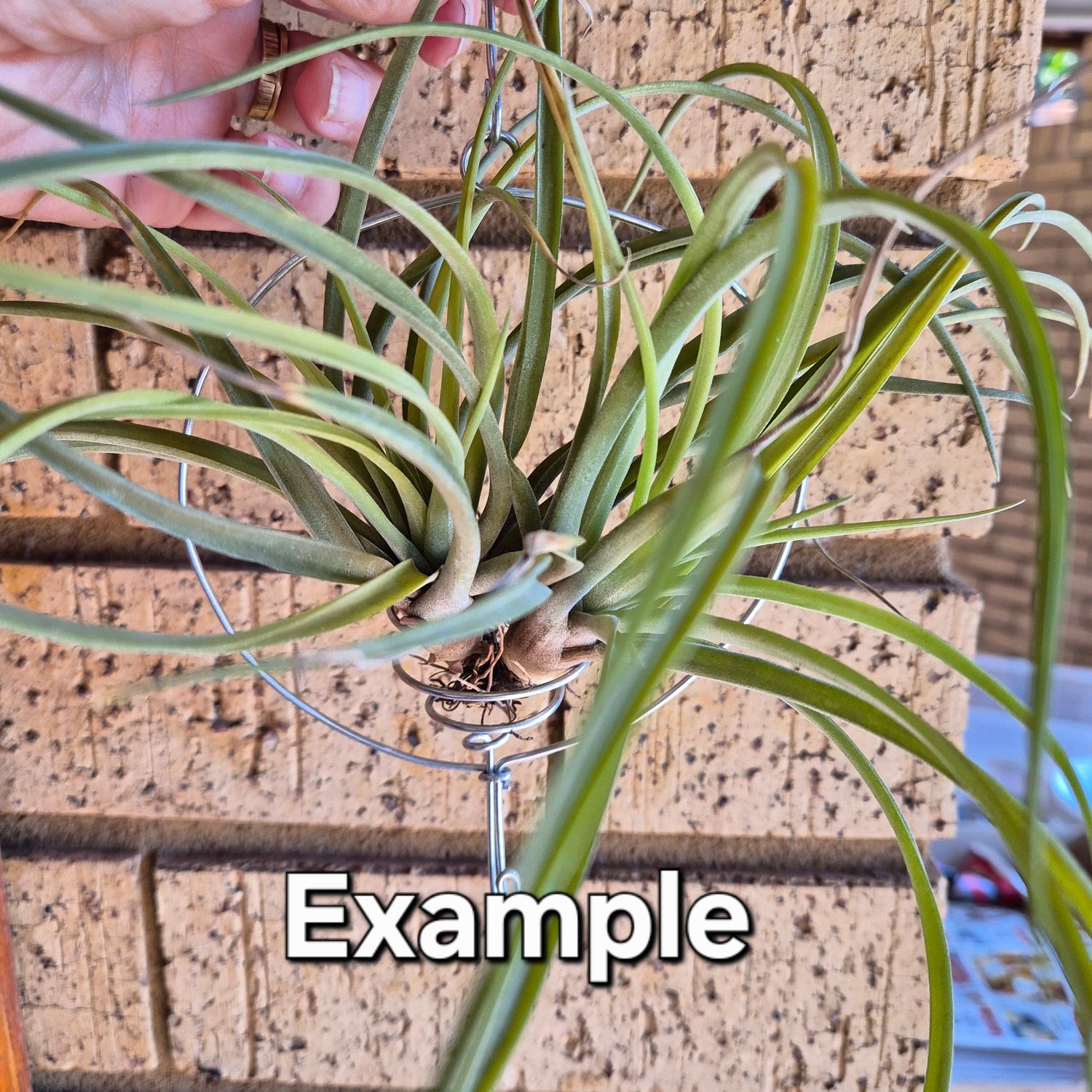 Tillandsia wire circle form