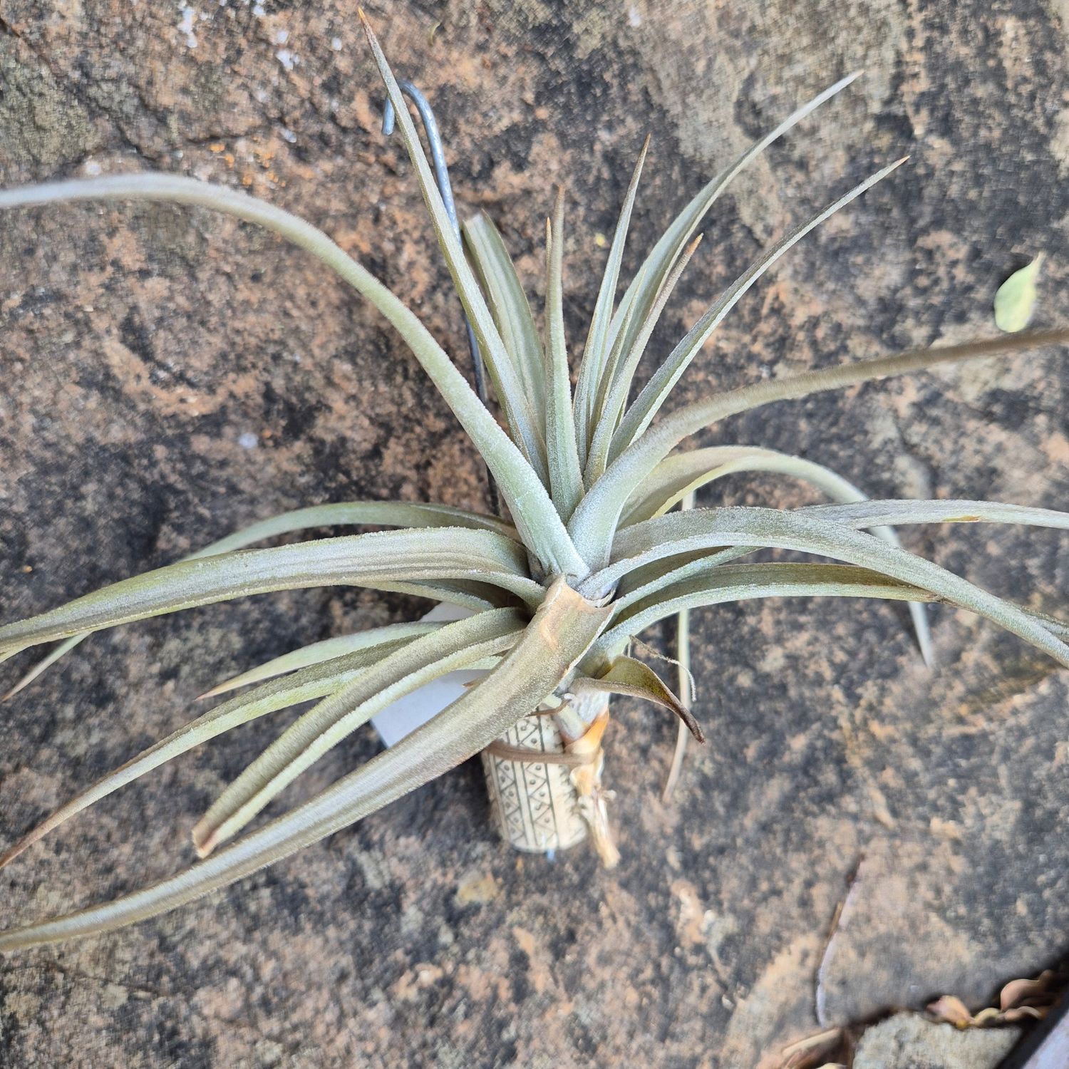 Tillandsia Ixoides