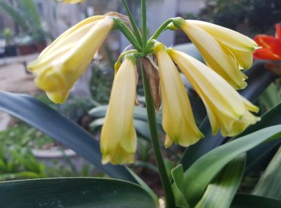 SEEDS Flash of Lime (Yellow Interspecific) x Self (1pack=3seeds)