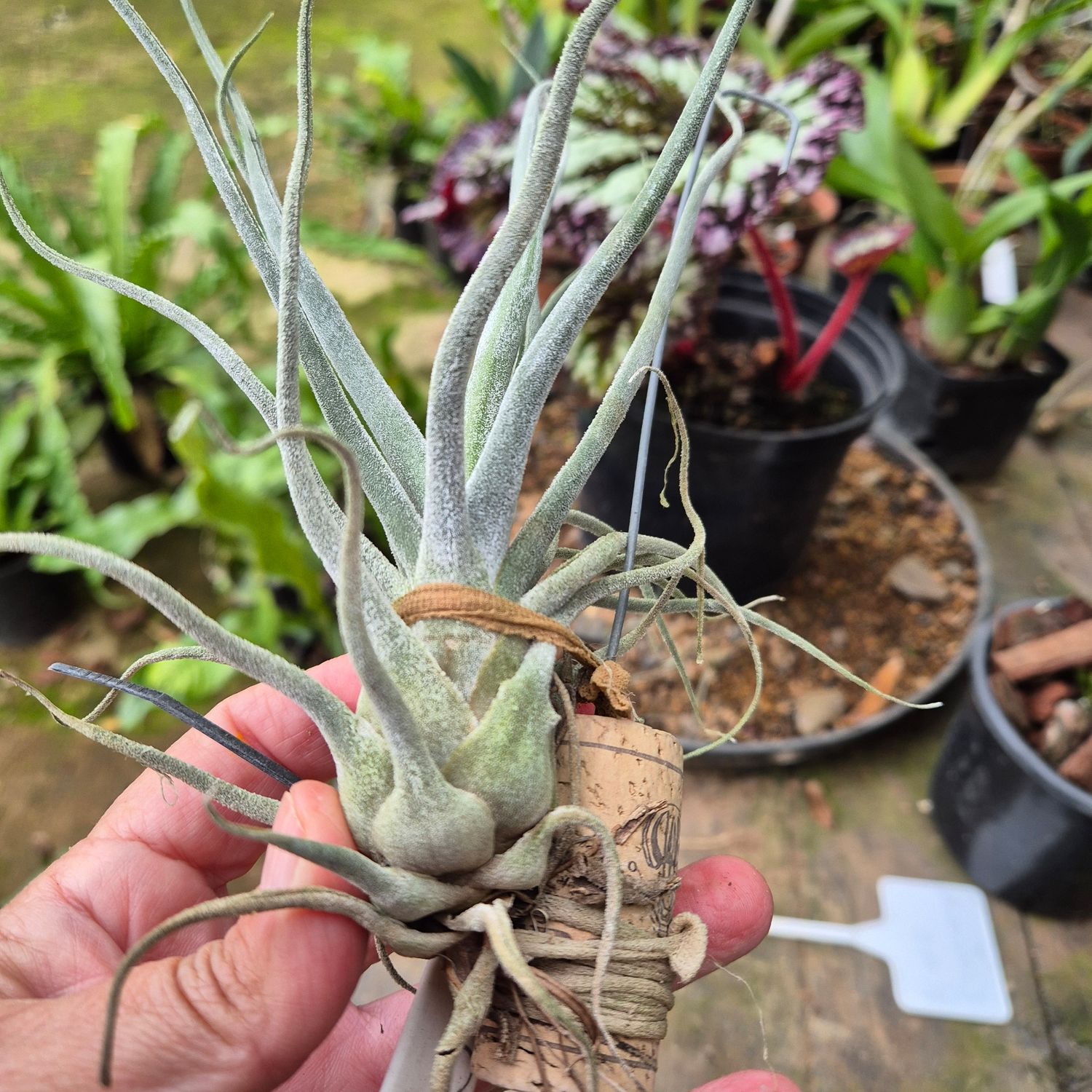 Tillandsia Ty