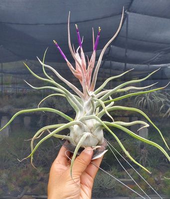 Tillandsia Ty Tillandsia Ty