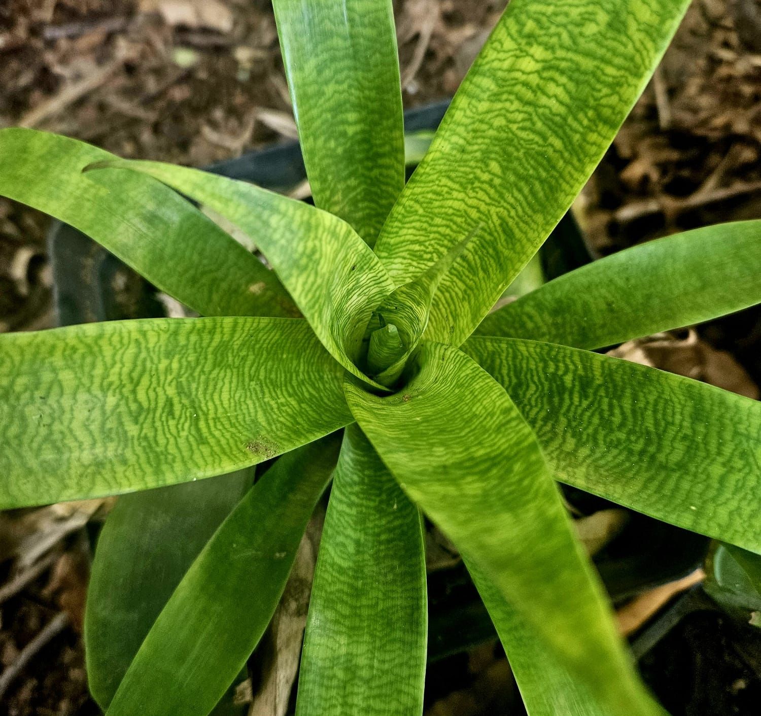 Aechmea Ospenea
