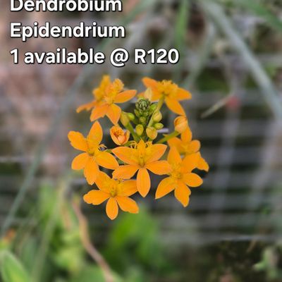 Epidendrium yellow