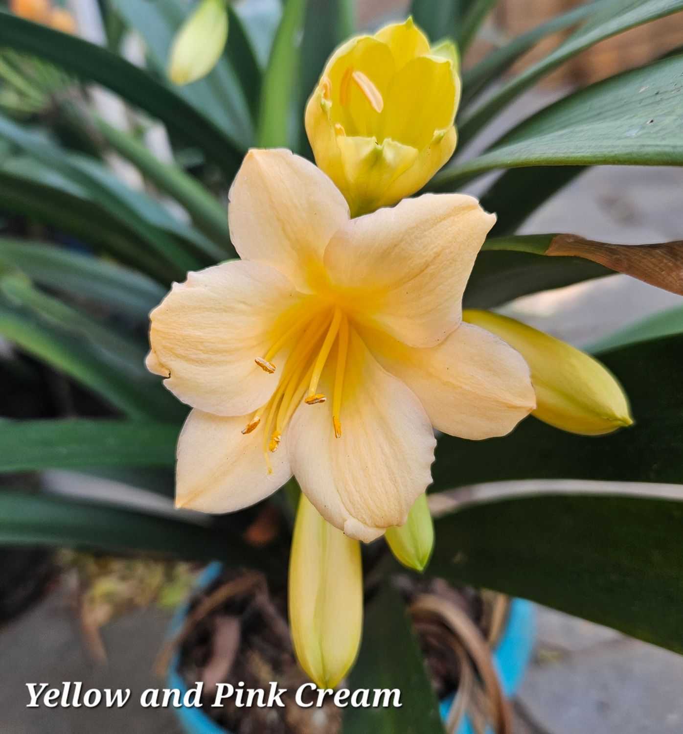 SEED Yellow and Pink Cream (1pack= 3seeds) SEED Yellow and Pink Cream (1pack= 3seeds)