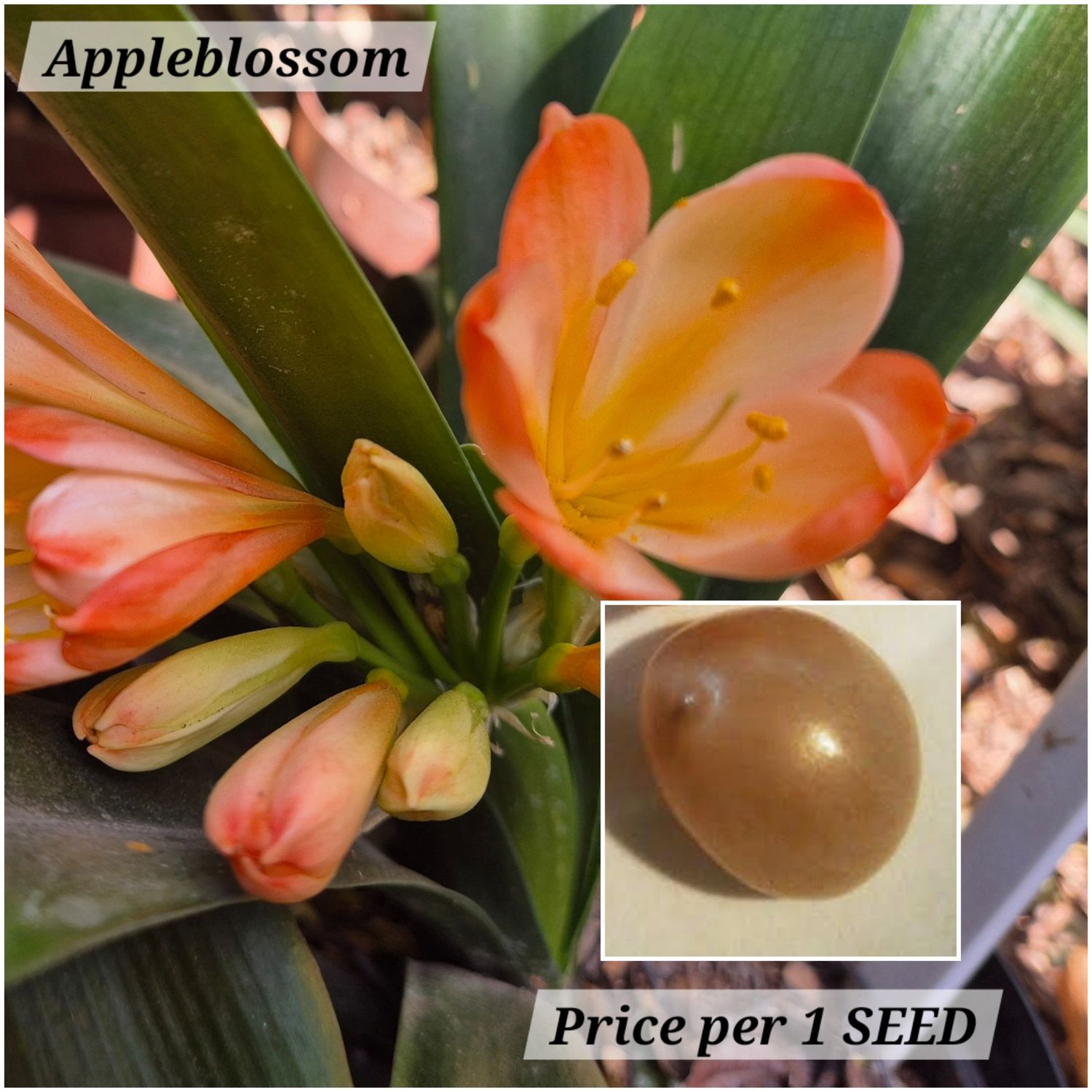SEED Appleblossom (1 pack = 3 seeds)