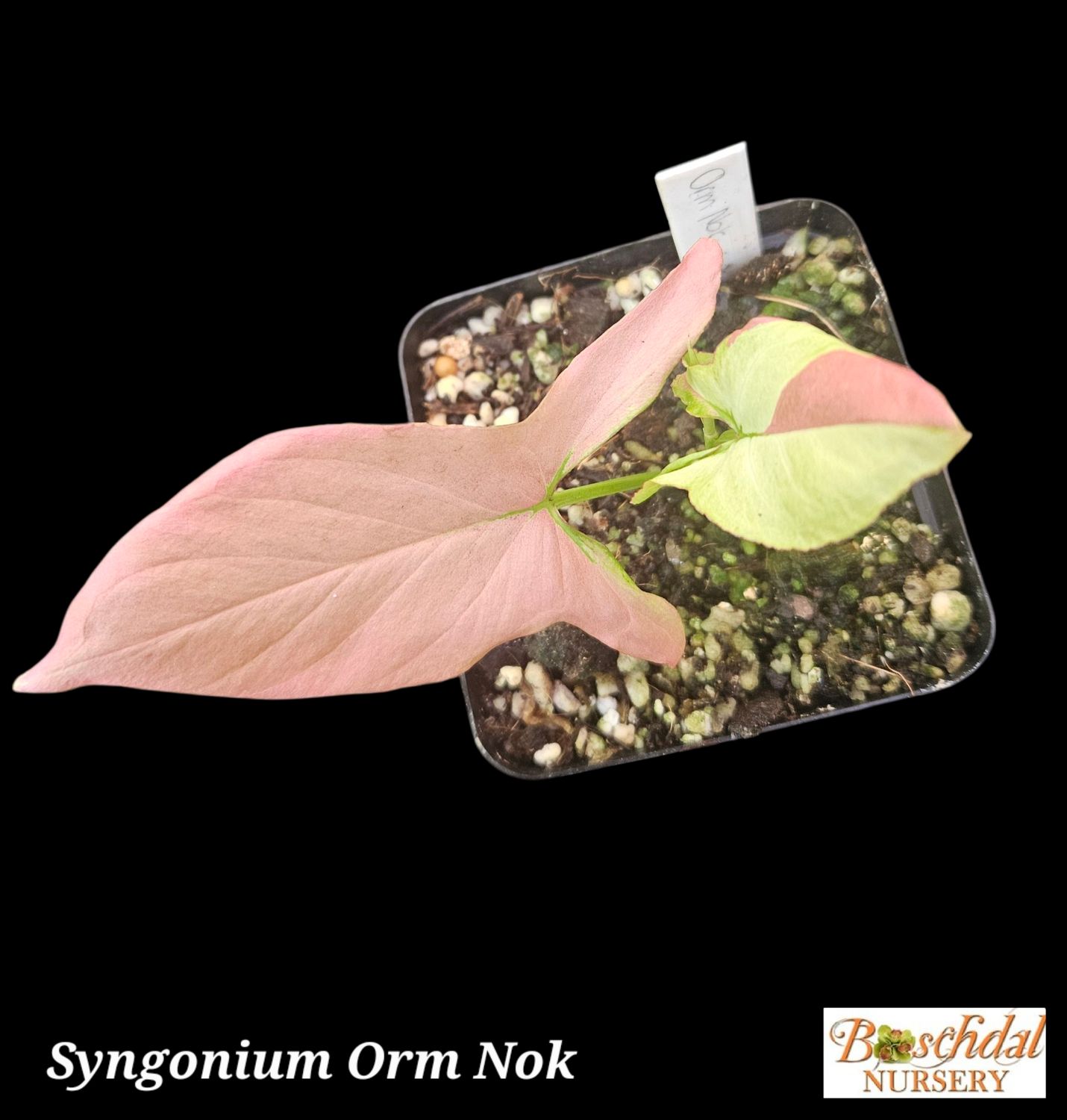 Syngonium Orm Nuk