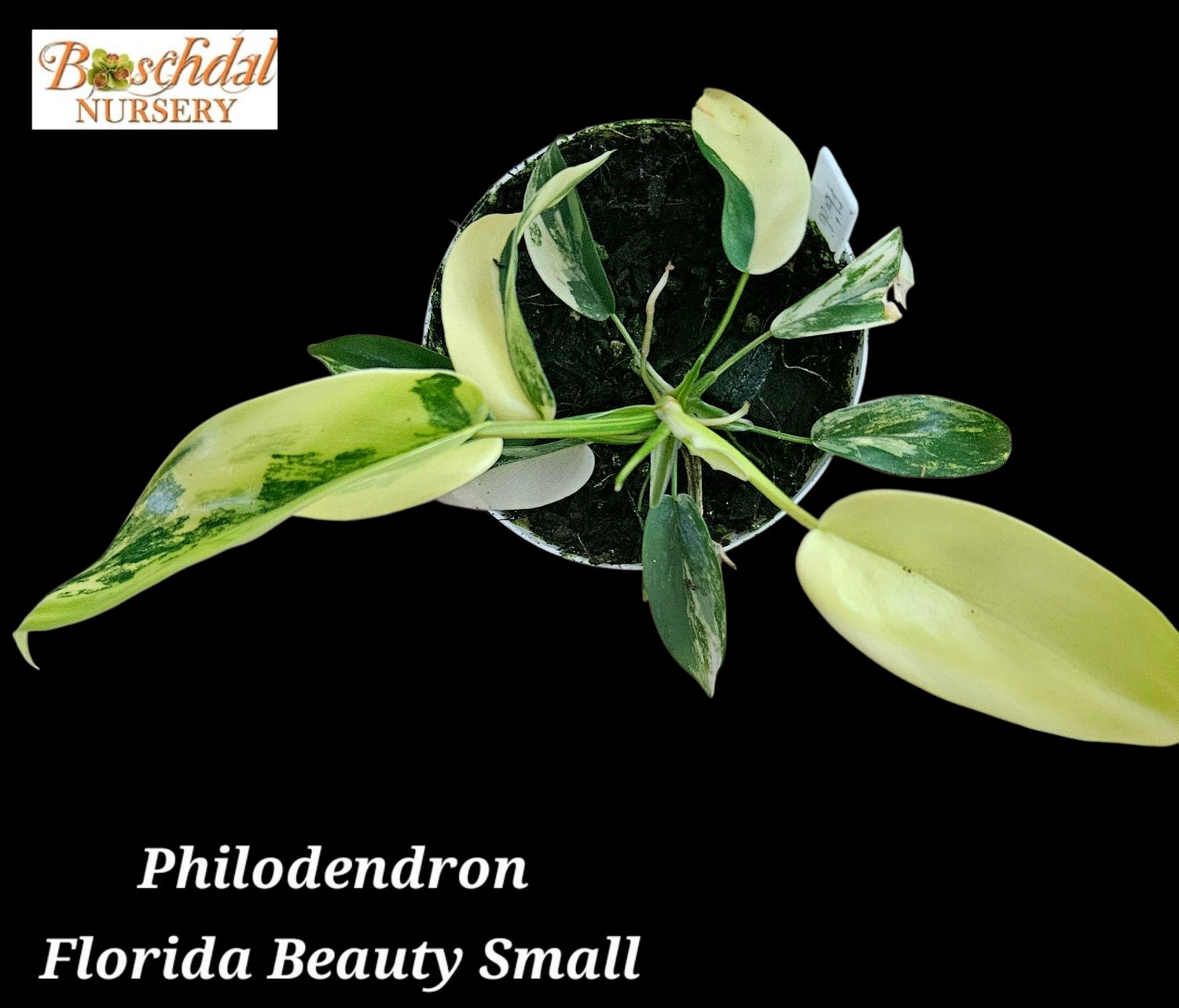 Philodendron Florida Beauty Variegated Small