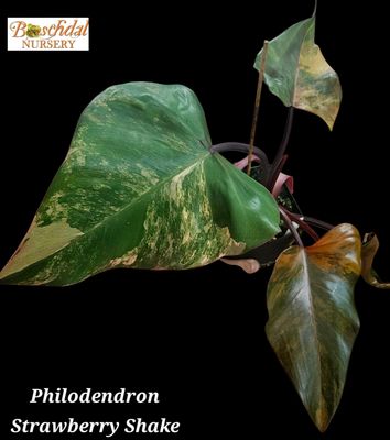 Philodendron Strawberry Shake