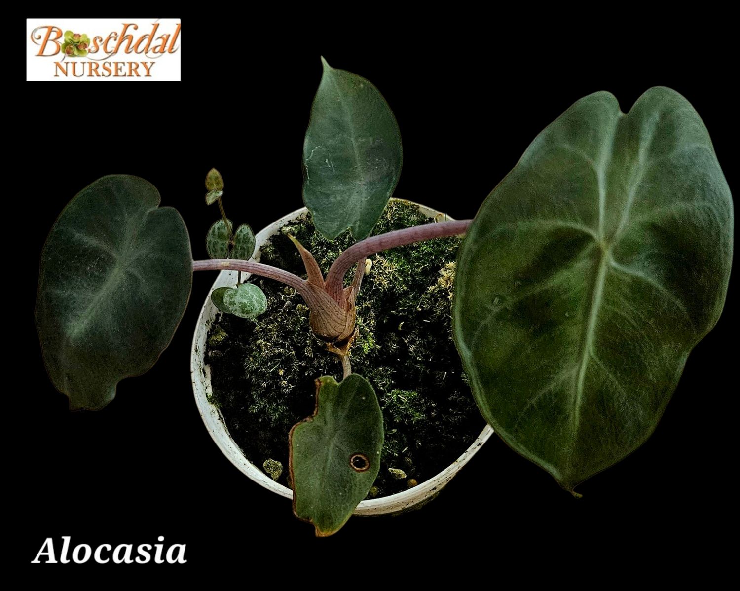 Alocasia
