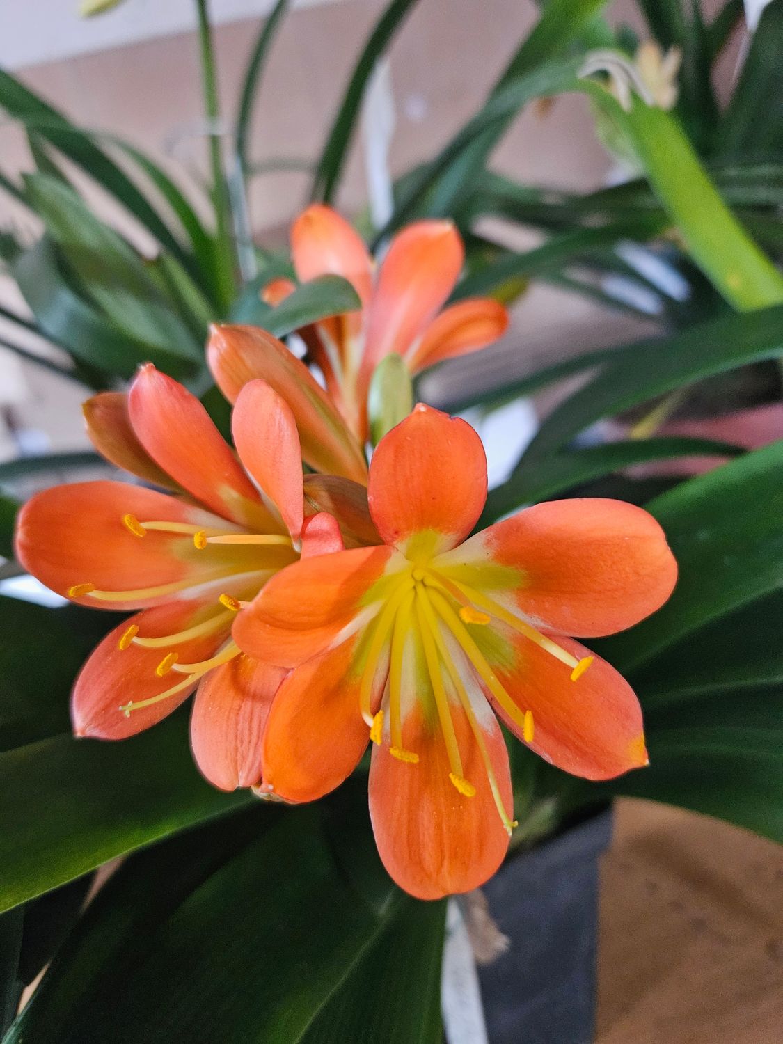 Clivia Seedsling Black Jack