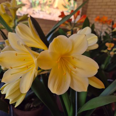 Vico yellow x Swellendam yellow x gems Appoline