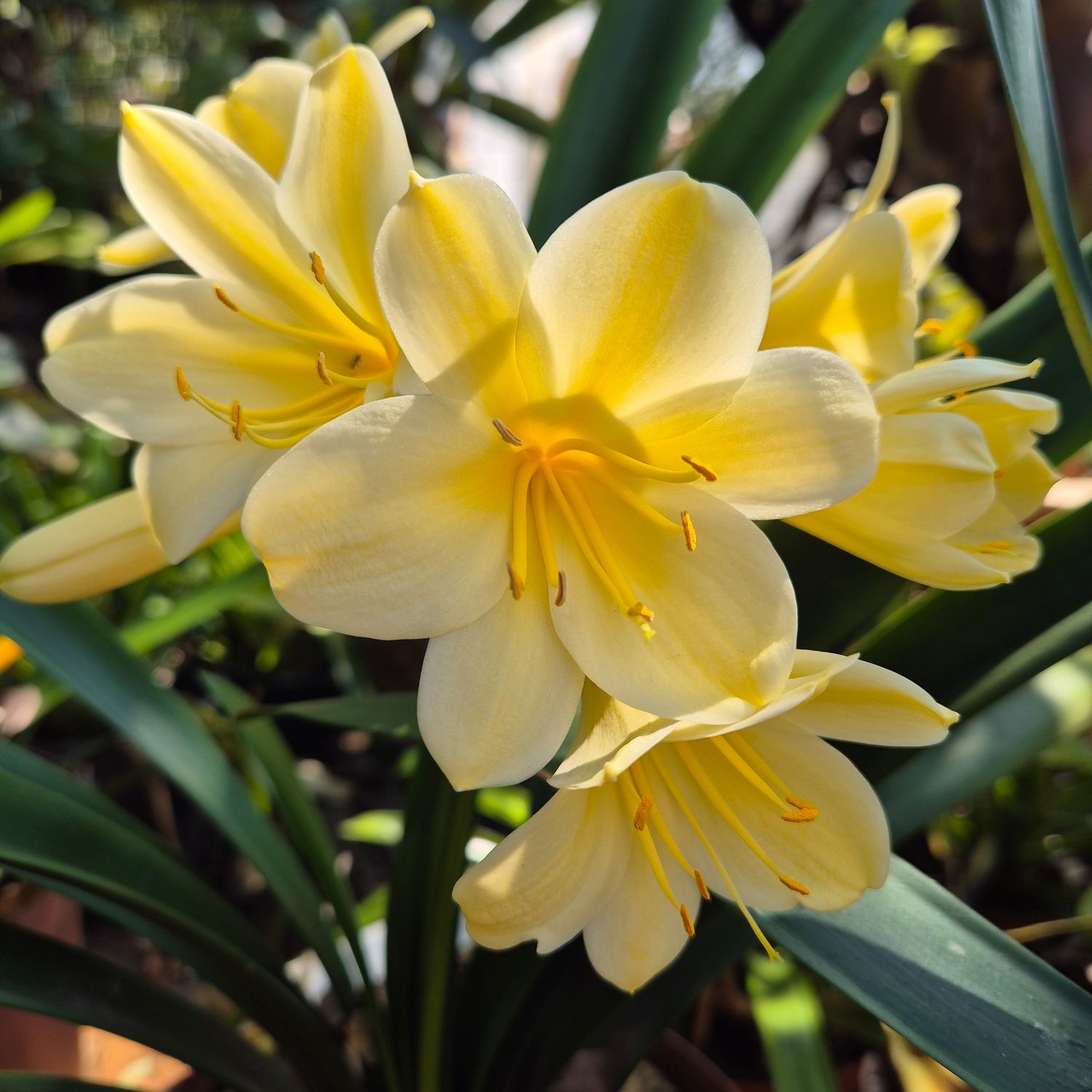 Clivia Buttercup