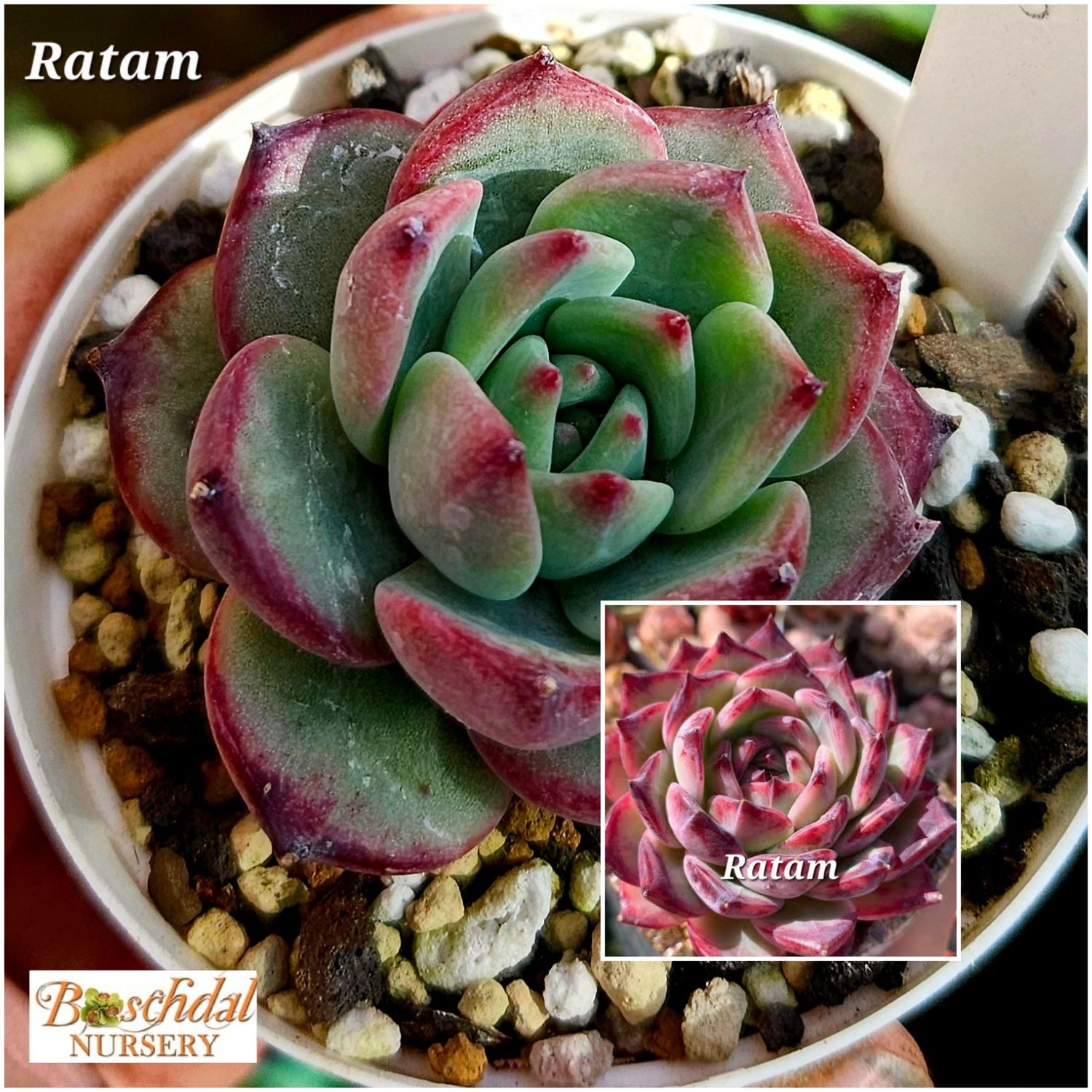 Echeveria Ratam