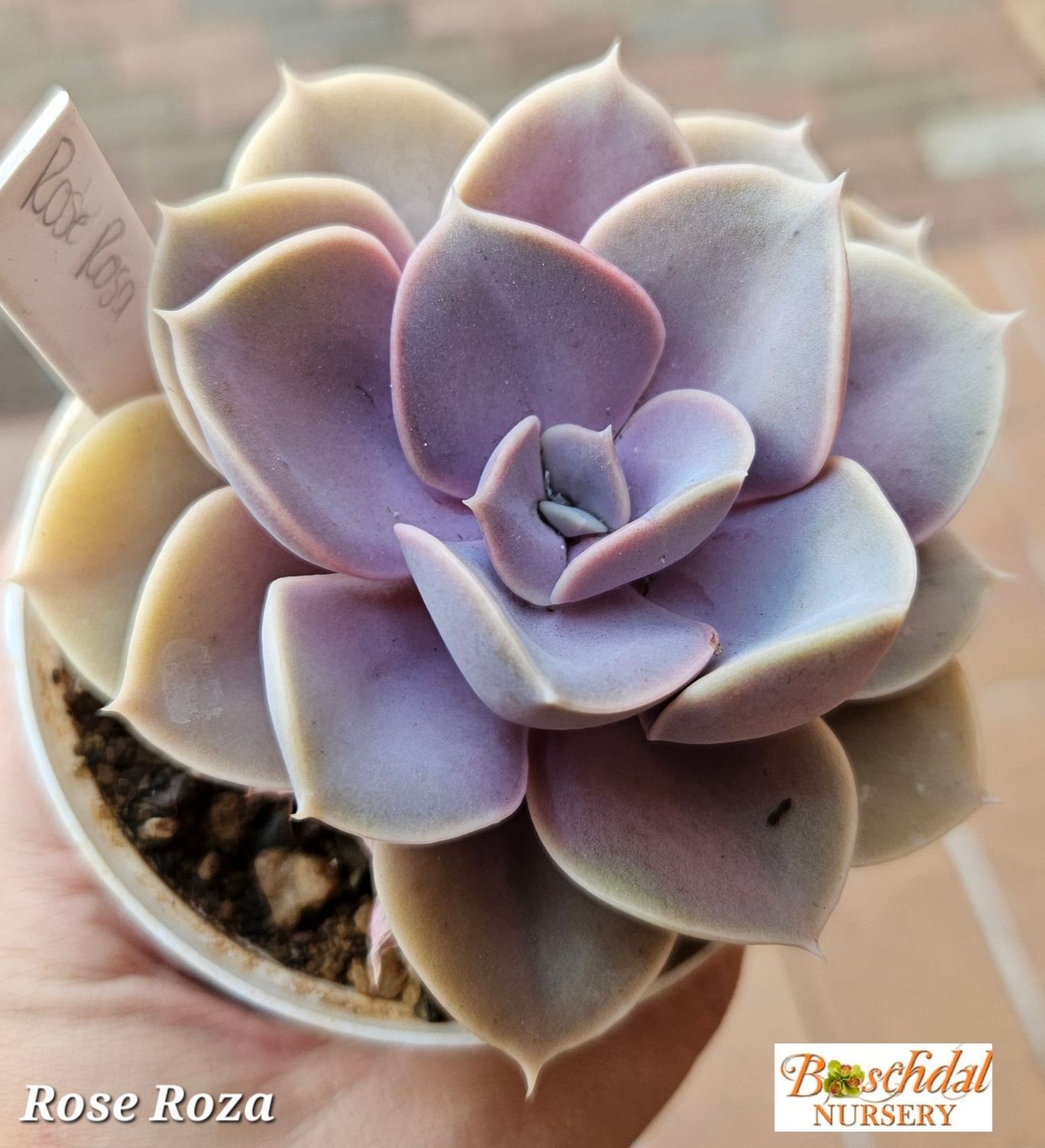Echeveria Rose Roza