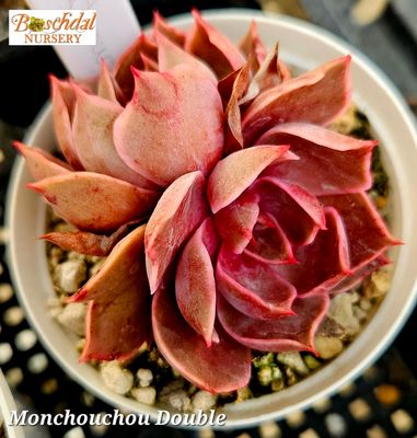 Echeveria Monchouchou Double Echeveria Monchouchou Double