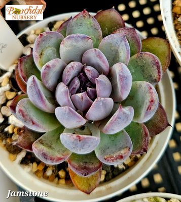 Echeveria Jamstone Echeveria Jamstone
