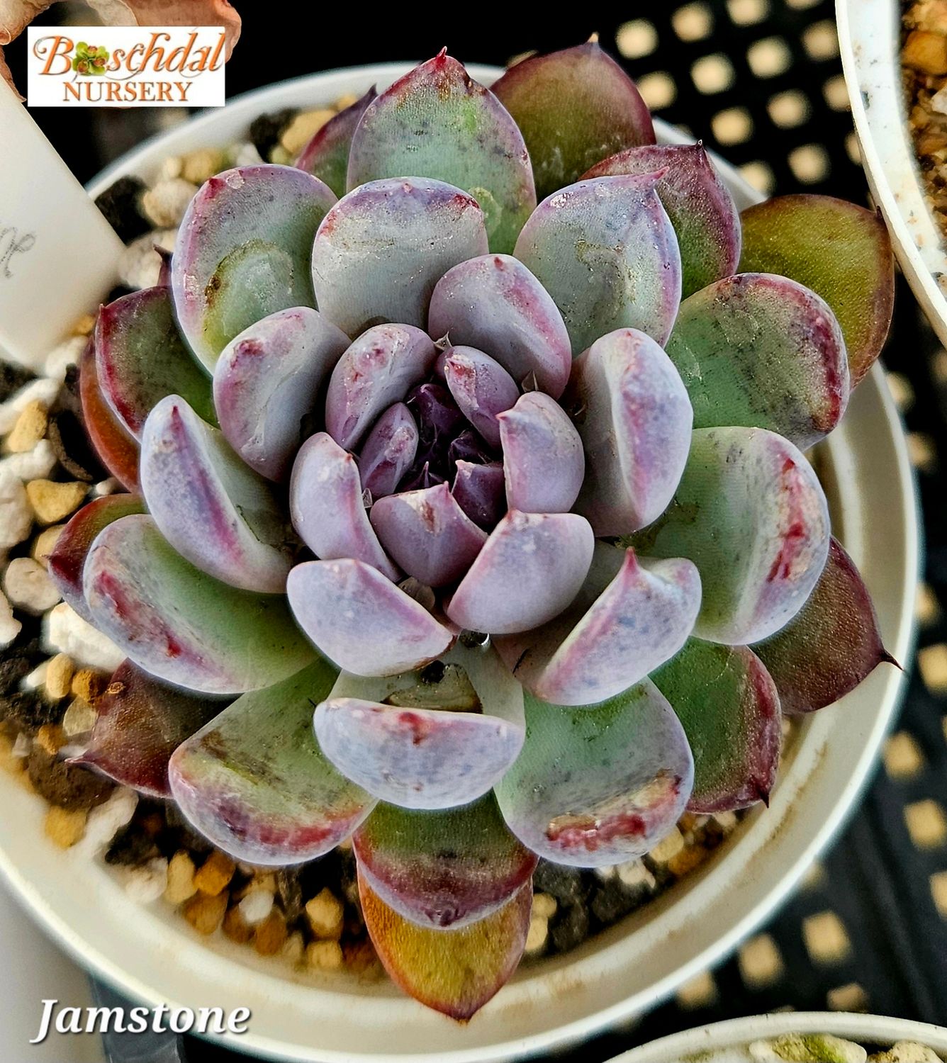 Echeveria Jamstone