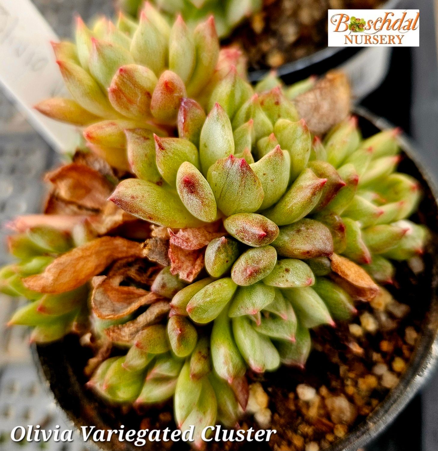 Echeveria Olivia Variegated Cluster