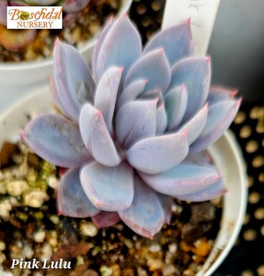 Pink Lulu