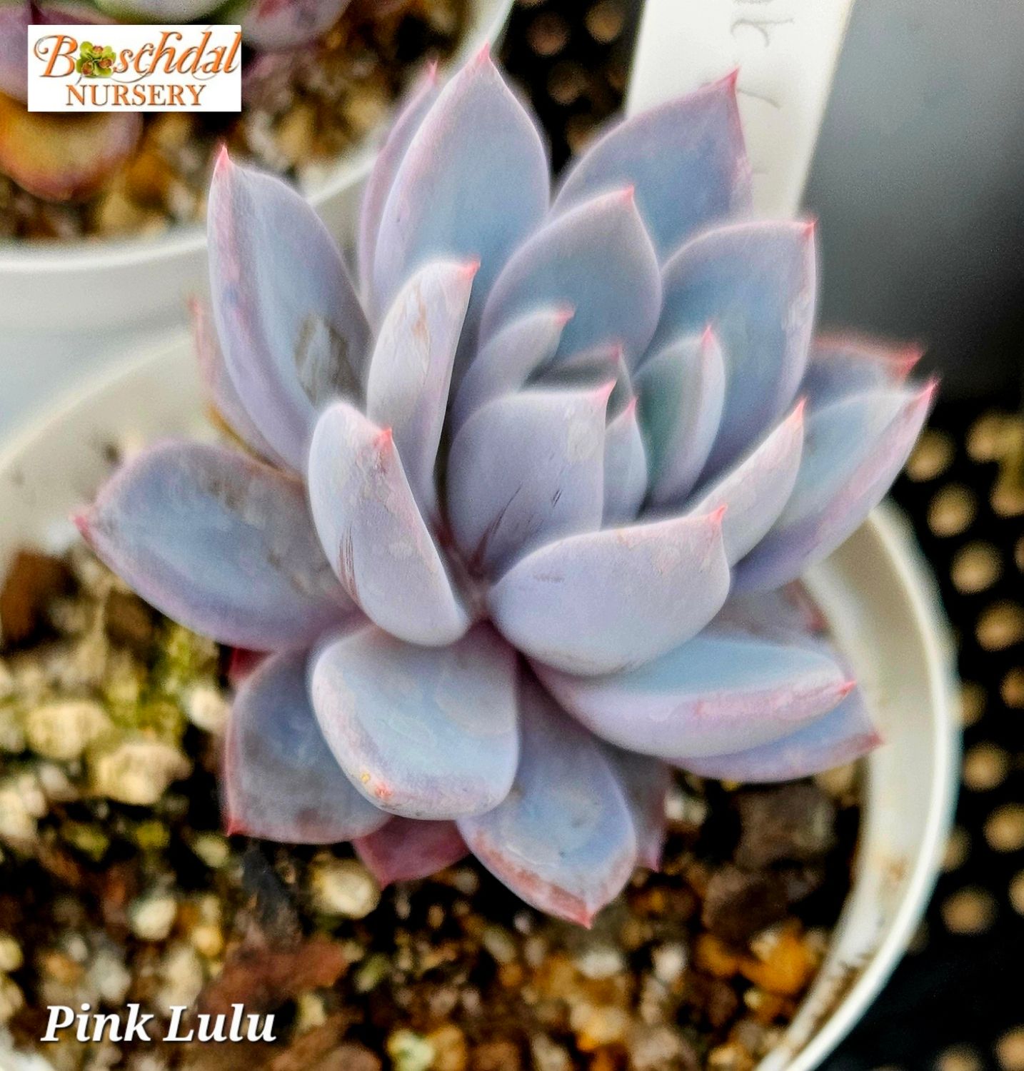 Pink Lulu