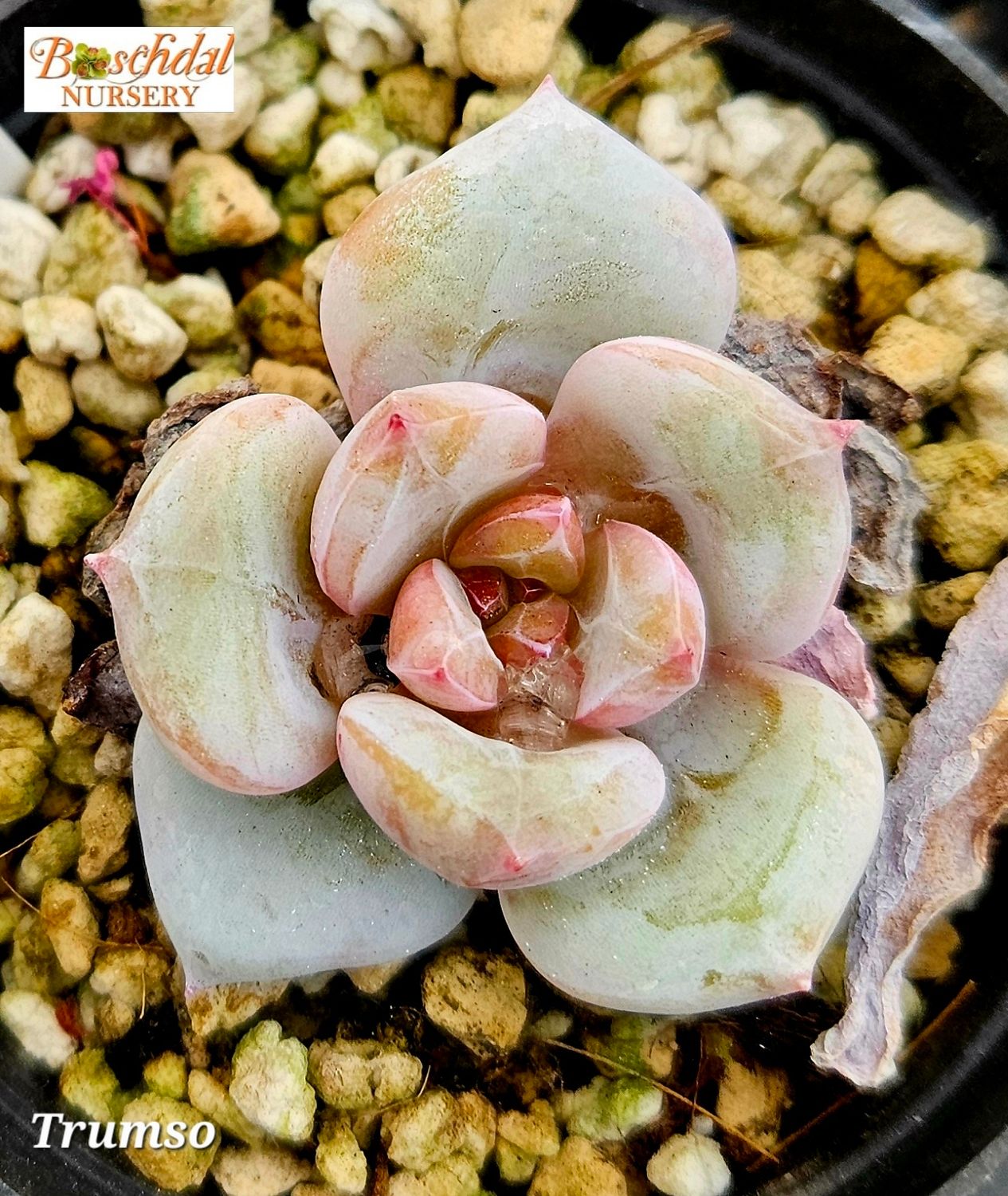 Echeveria Trumso Small