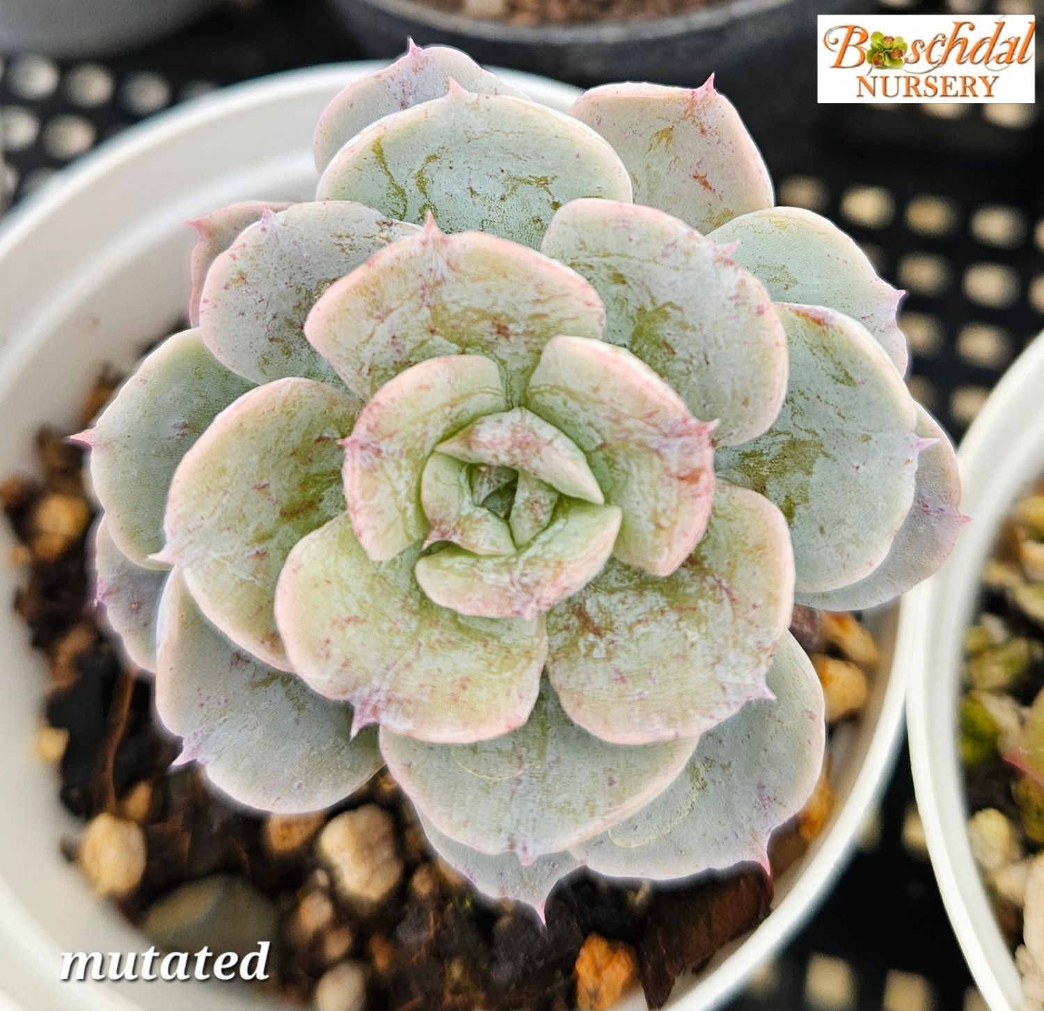 Echeveria Mutated
