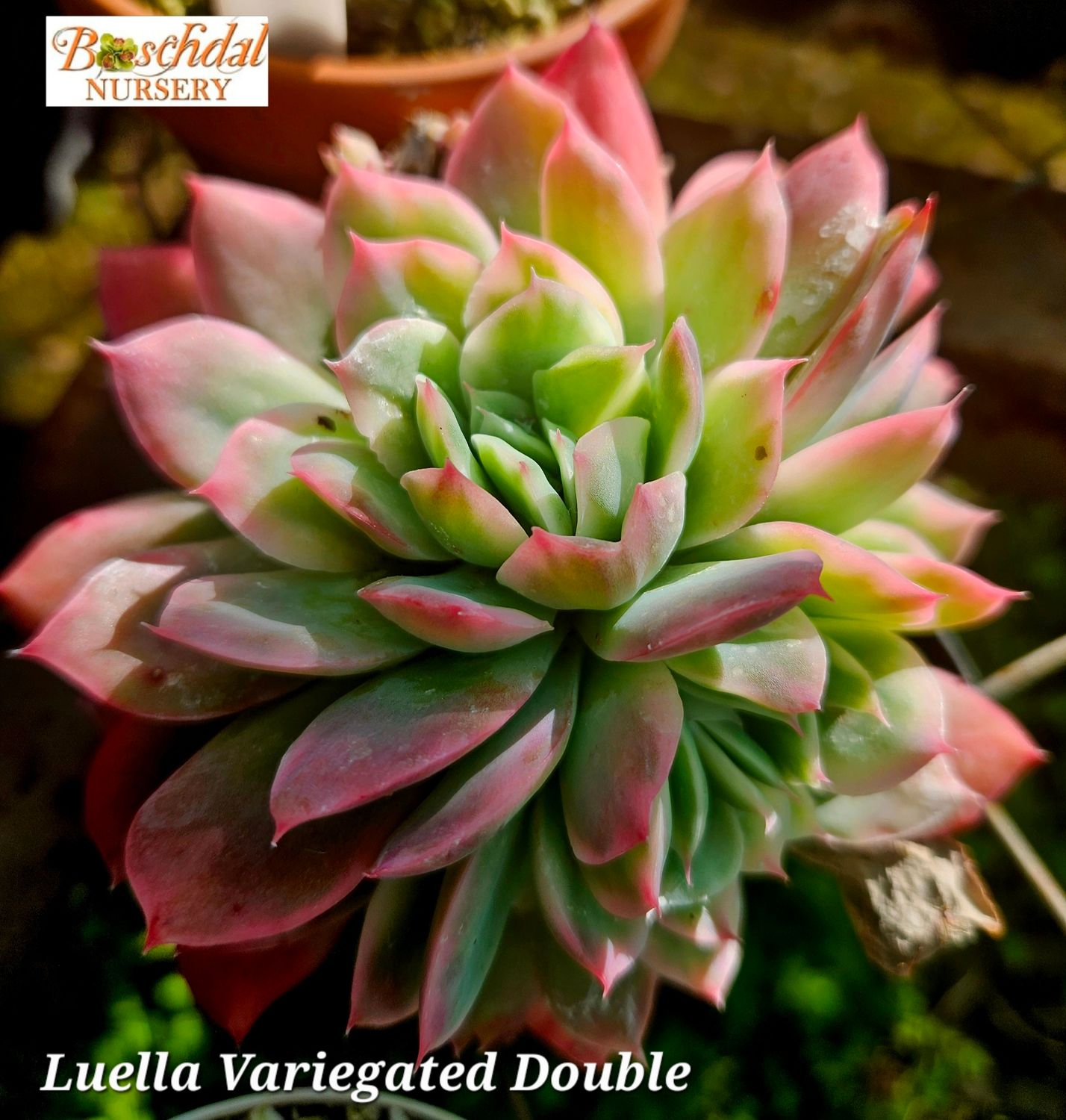 Echeveria Luella Variegated