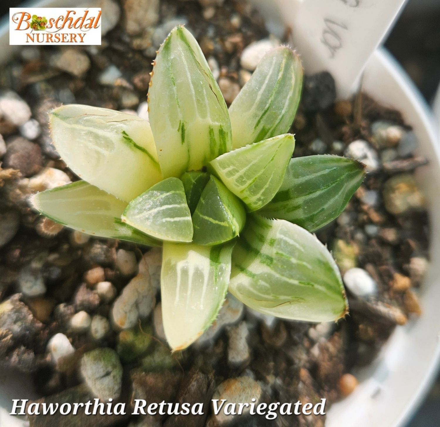 Haworthia Retusa Variegated