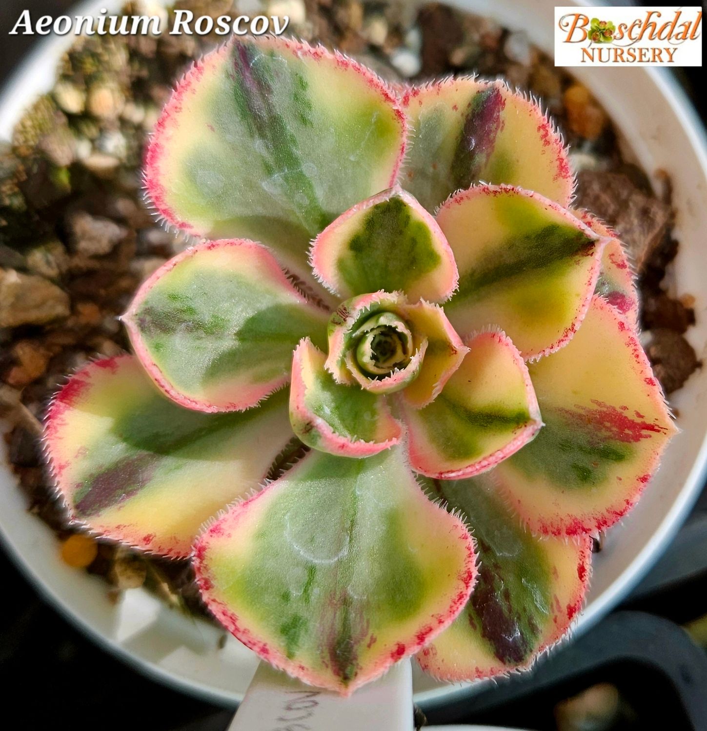 Aeonium Roscov Small