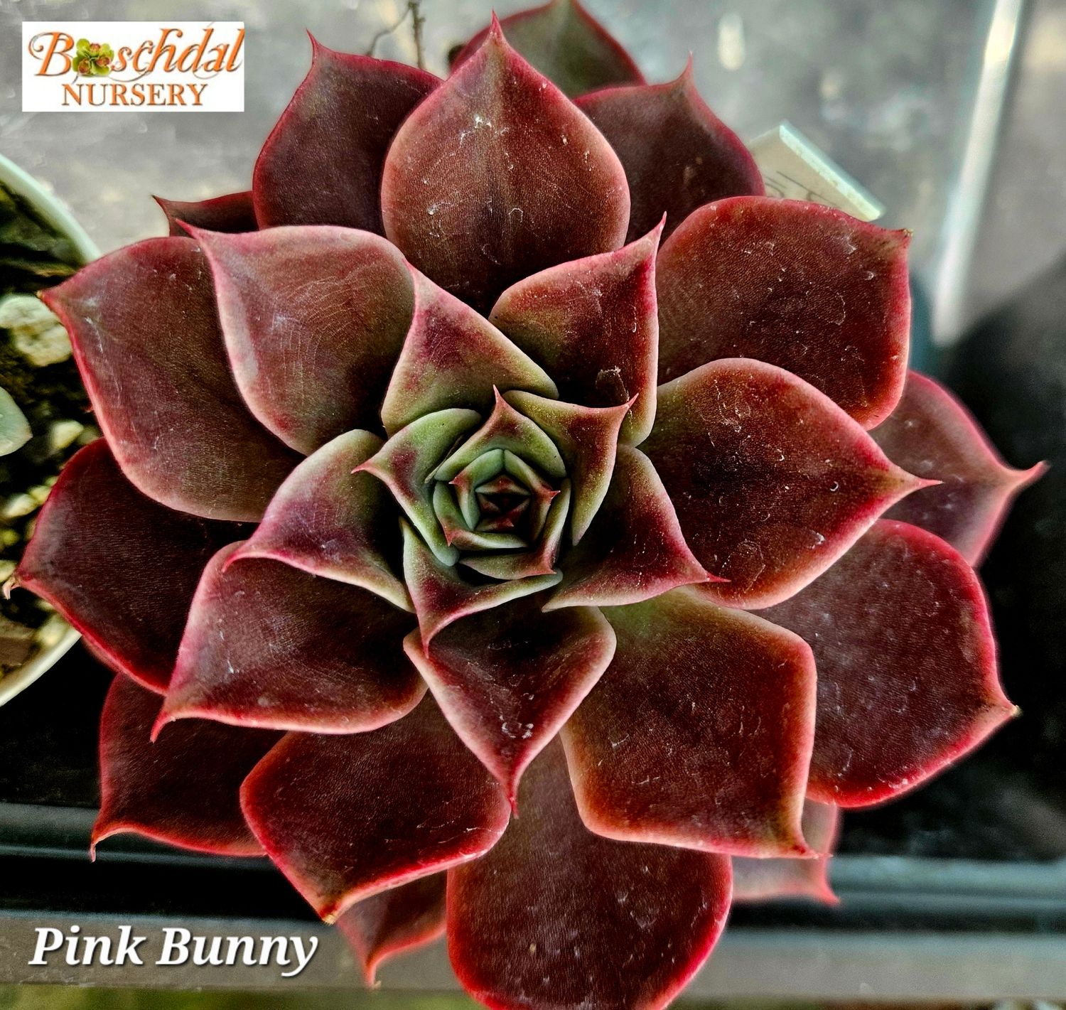 Echveria Pink Bunny