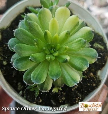 Spruce Oliver Variegated