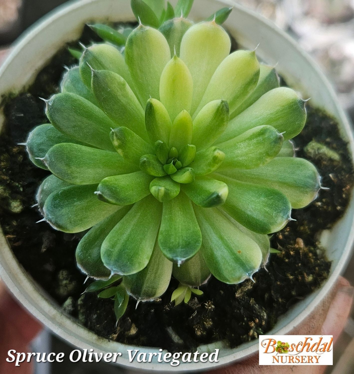 Spruce Oliver Variegated