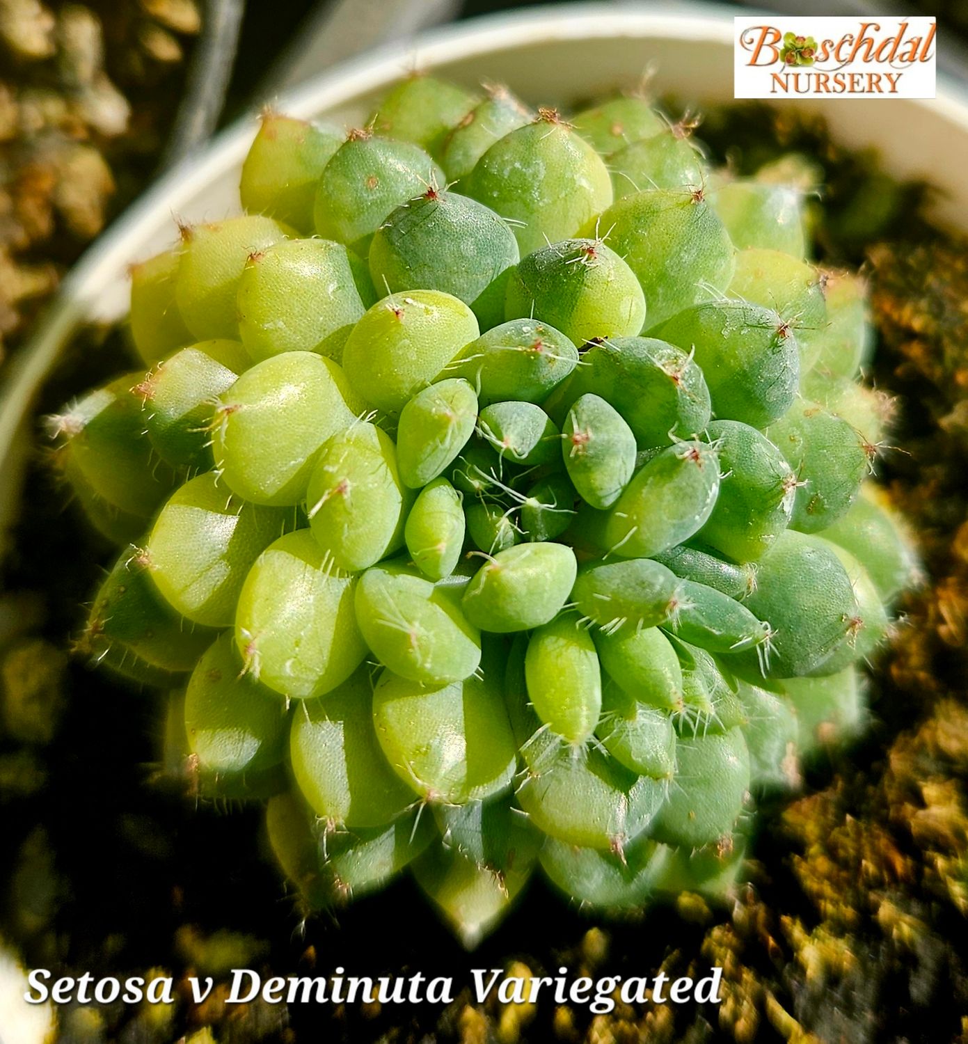 Echeveria Setosa Variegated
