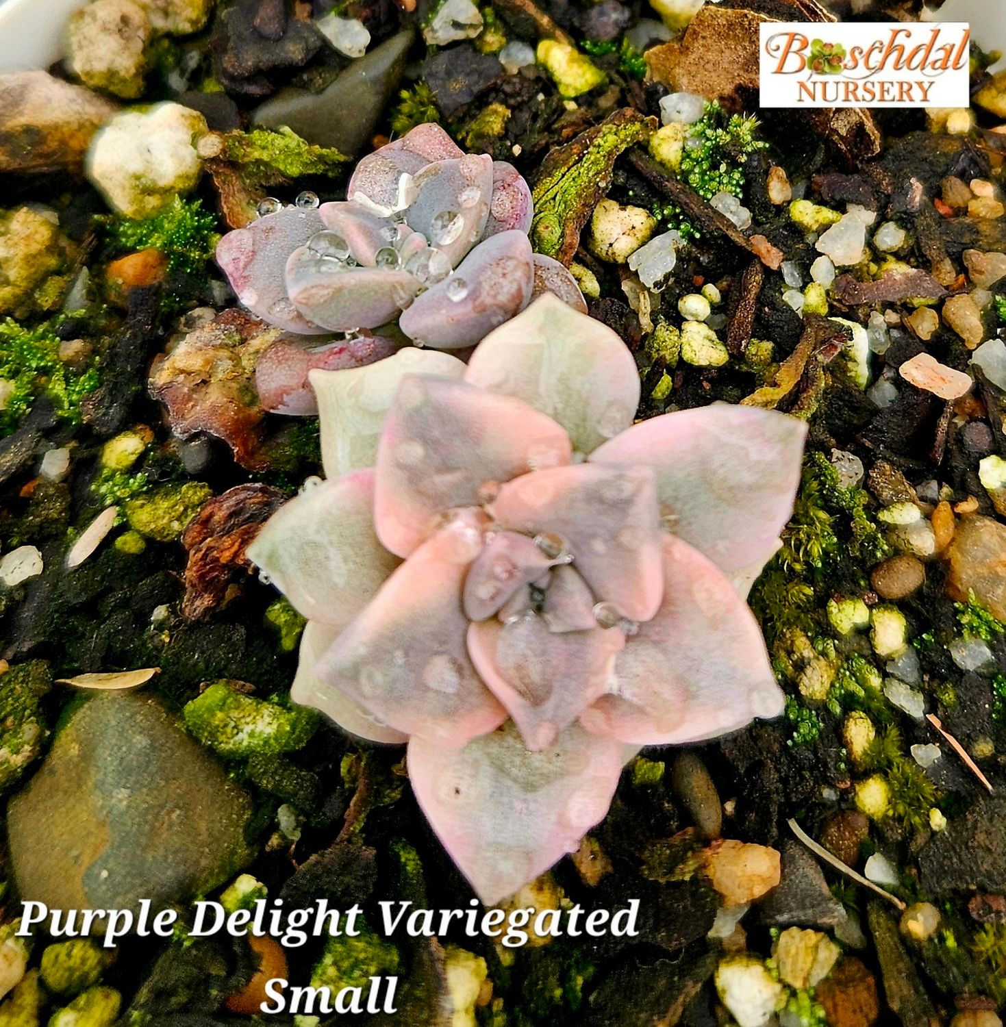 Graptopetalum Purple Delight Cluster