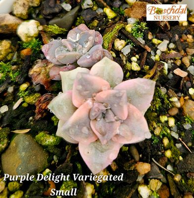 Graptopetalum Purple Delight Cluster