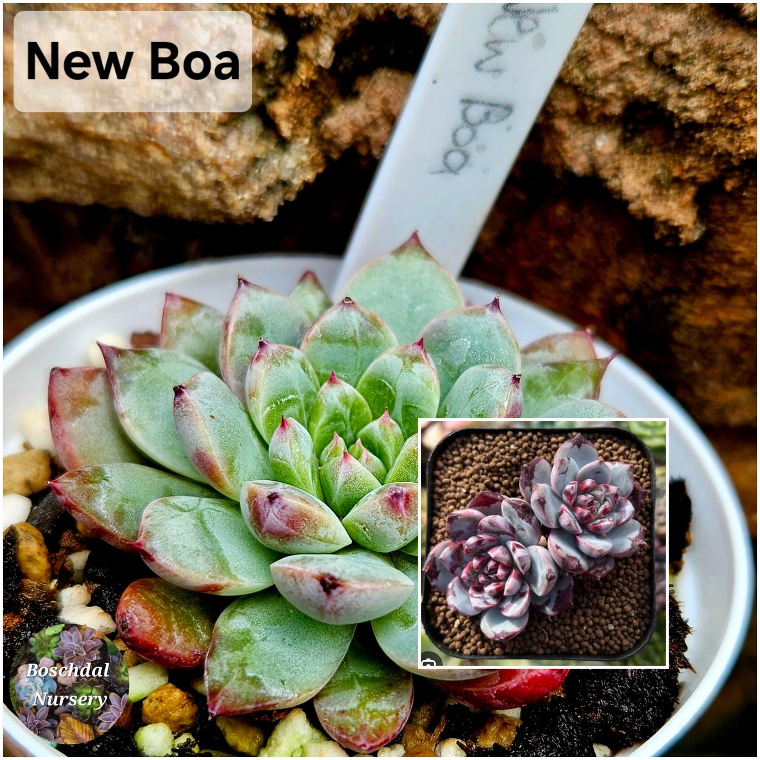 Echeveria New Boa