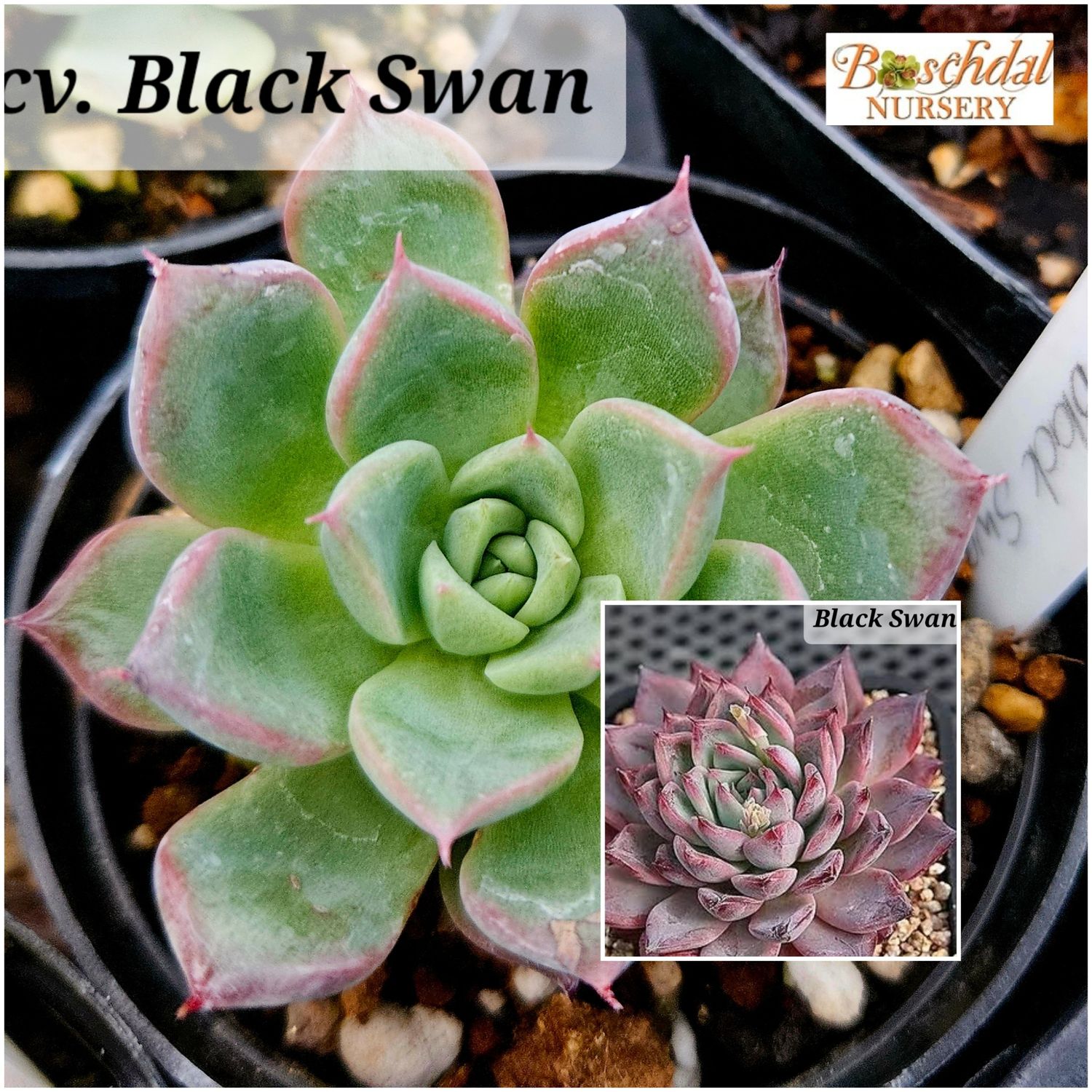Echeveria cv. Black Swan