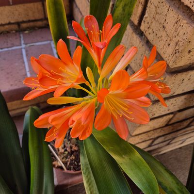 Light of budha flowering