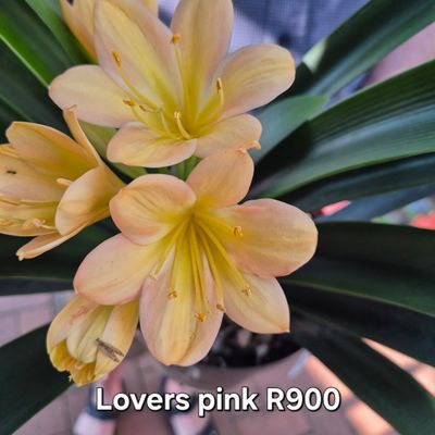 Lovers pink