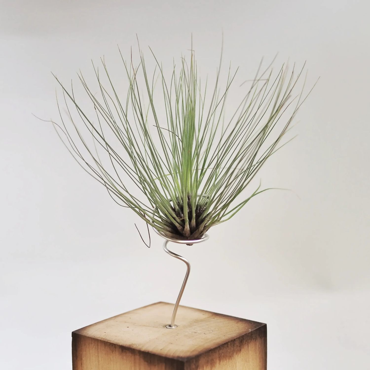 Tillandsia filidolia