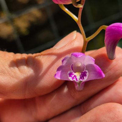 Dendrobium Kingianum pink