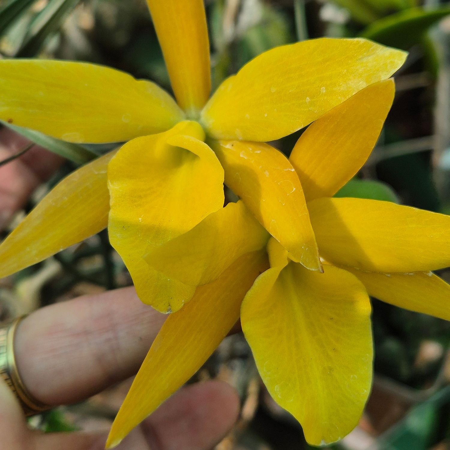 Laelia noid nr 1