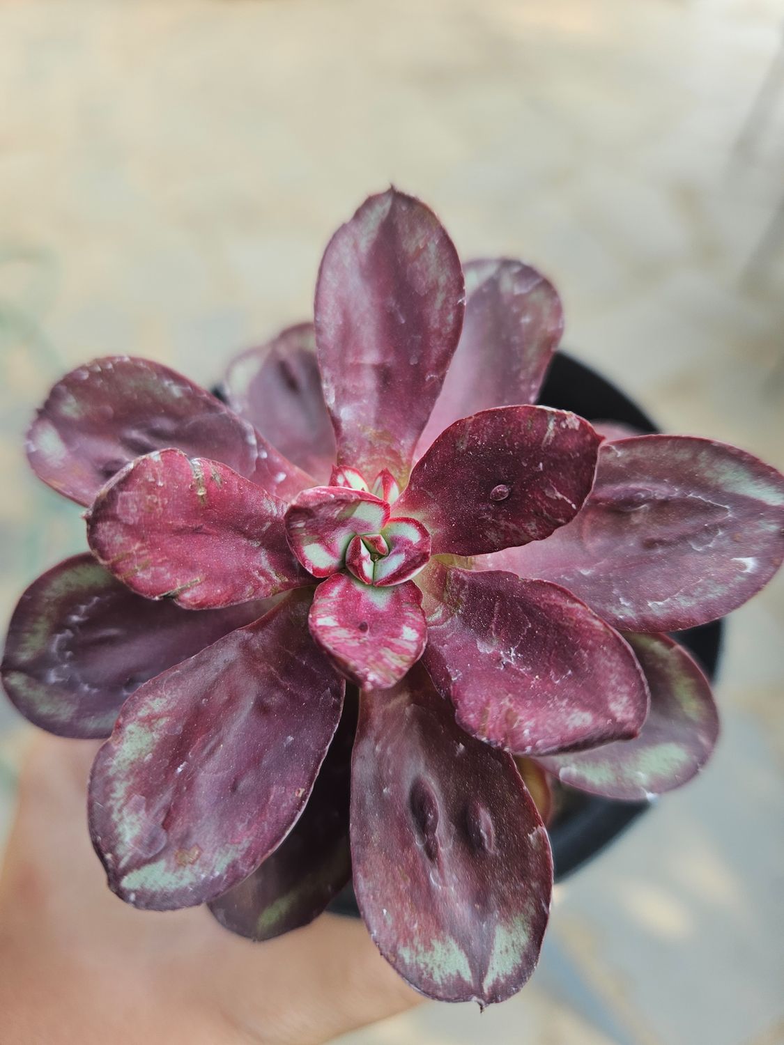 Echeveria Benitsukasa Nodulosa